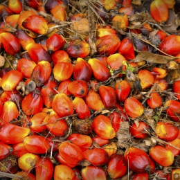 L'huile de Palme