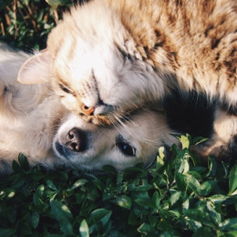Le pet food bio : mieux nourrir les chiens et chats