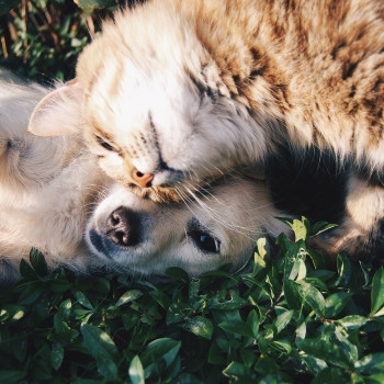 Le pet food bio : mieux nourrir les chiens et chats