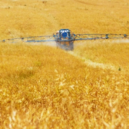 Le glyphosate