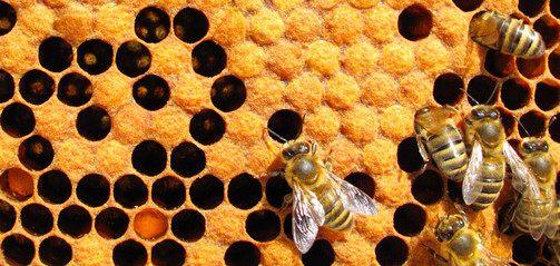 miel-propolis-big.jpg
