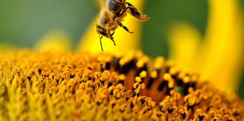 pollen.jpg