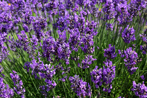 stockvault-lavender136001.jpg