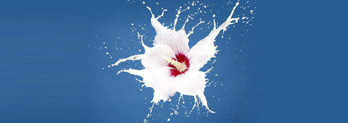 lait-vegetal-header.jpg