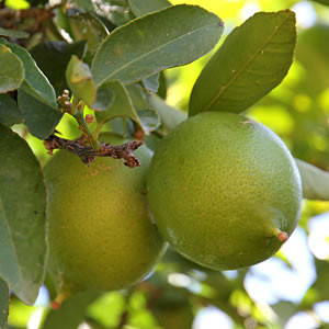 Limes de Tahiti
