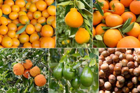 Mandarines