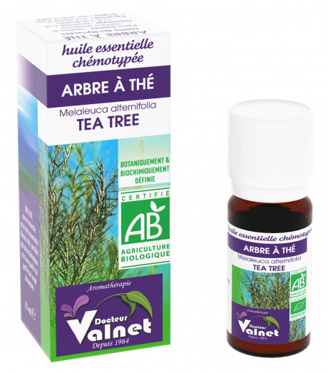 Arbre à thé