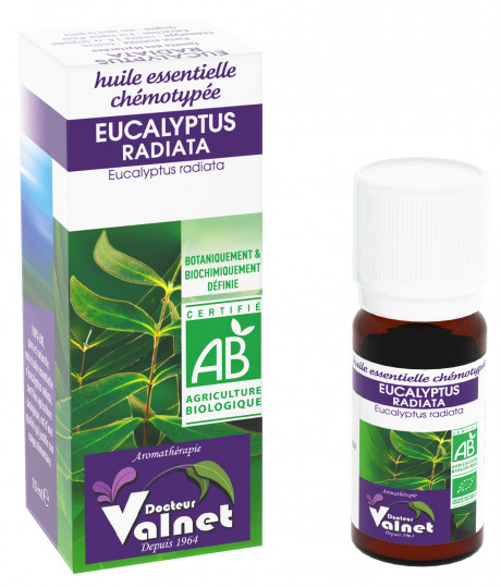 Eucalyptus Radiata 